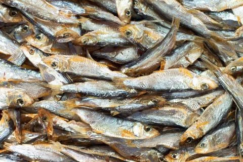 Anchovy background Stock Photos