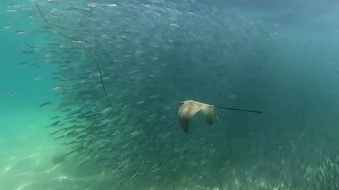 Anchovy bait ball with bat ray swimming through. Vidéo 75695325