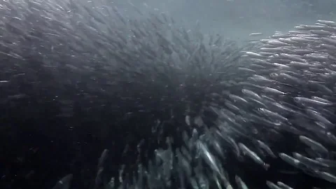 Anchovy bait ball Vidéo 75693999
