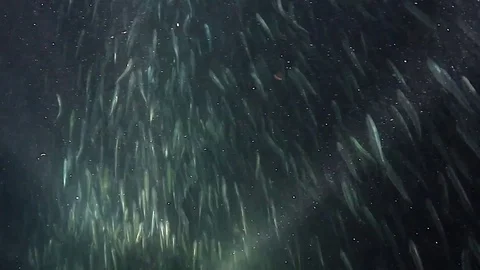 Anchovy bait ball Vidéo 75694060