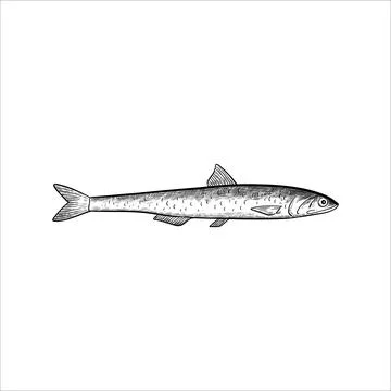 Anchovy fish. Isolated design element. Vector illustration in black and whi.. Stock Illustration