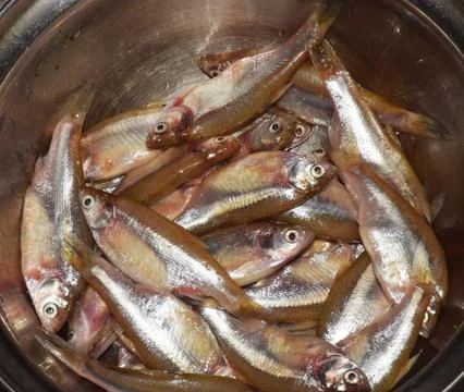 Anchovy Fish Stock Photos