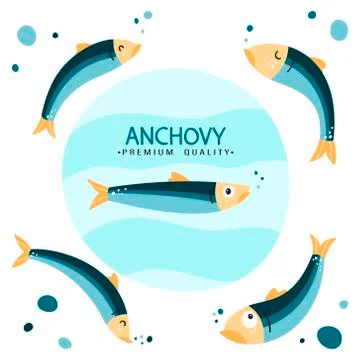 Anchovy fish vector illustration. Small salted fodder fish of the Engraulidae Stock Illustration
