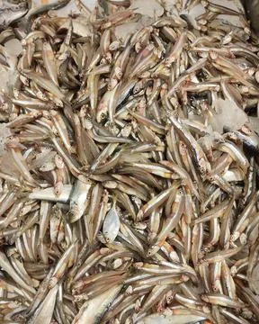Anchovy Fishes arranged for sale. Stock Photos