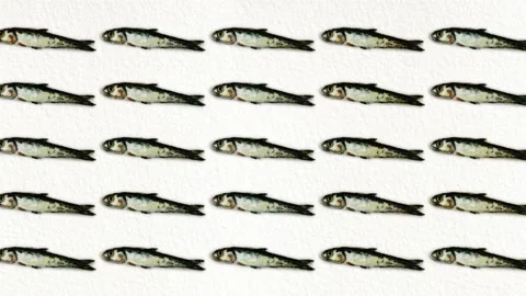 Anchovy pattern, ideal footage for themes such as Mediterranean cuisine and Stock Footage 134673321