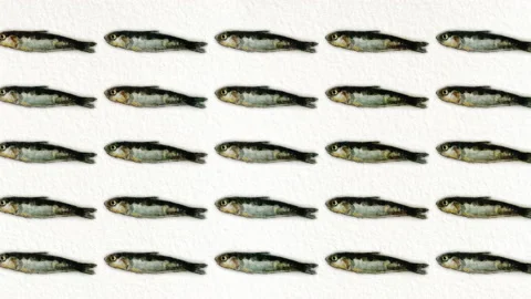 Anchovy pattern, ideal footage for themes such as Mediterranean cuisine and Stock Footage 134778338
