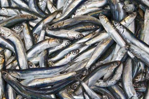 Anchovy Stock Photos
