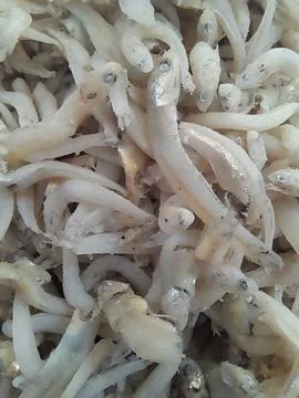 Anchovy Foto stock