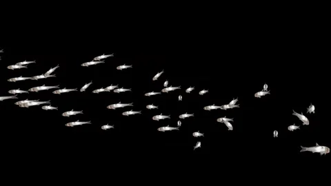 Anchovy school Cam 6 Stock Footage 265883809