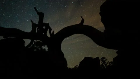 Ancient abstract tree silhouette night timelapse with stars (slider shot) Stock Footage 154505542