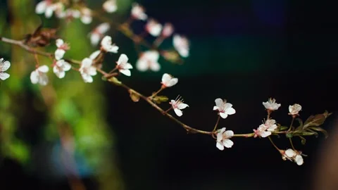 The ancient aesthetic artistic conception is in full bloom Stock Footage 257168891