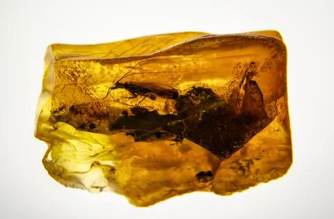 Ancient amber with insects inside Stock Photos