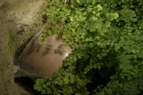 Ancient amphora of clay between the vegetation, Phoenician tombs of trayamar Stock Photos