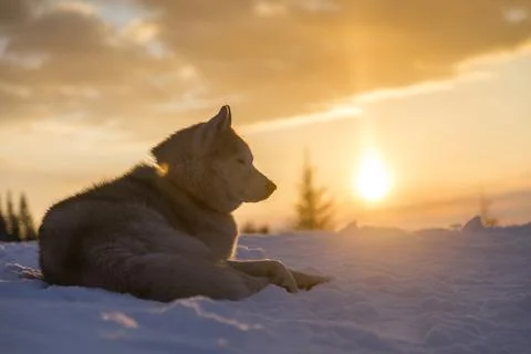 An ancient Arctic breed the Siberian Husky is lies in the woods on winter s.. Stock Photos
