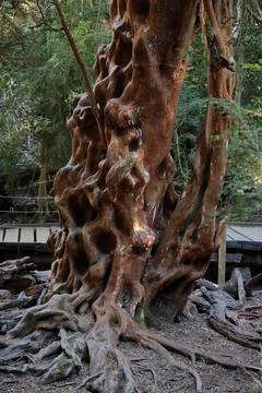 Ancient Arrayan tree with twisted trunk in Patagonian forest, Argentina Stock Photos