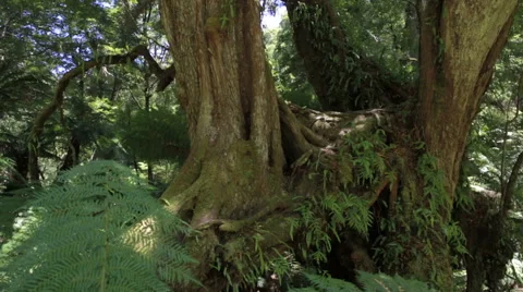Ancient Australian rainforest trees Stock Footage 52590806