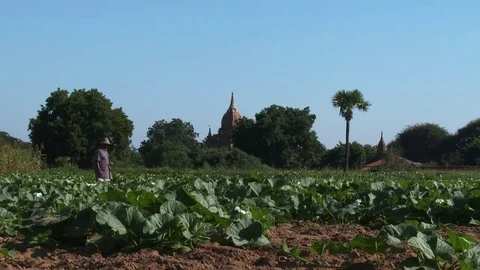 Ancient Bagan Temples, Myanmar Stock Footage 74099522
