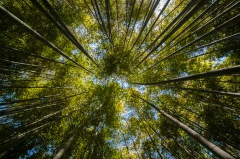 Ancient bamboo forest Stock Photos