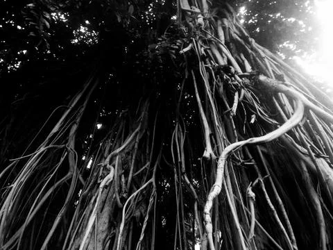 Ancient Banyan Tree Canopy from Below – Dramatic Black and White Stock Photos
