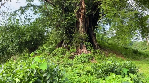 Ancient Banyan Tree Stockbeeldmateriaal 341484208