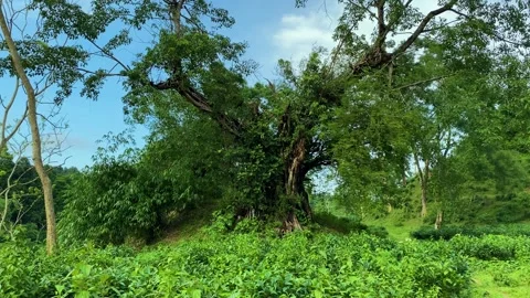 Ancient Banyan tree on hillock amid tea garden - Khadimnagar national forest Stock Footage 340426949