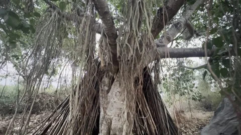 Ancient Banyan Tree in jungle Stock Footage 270343284