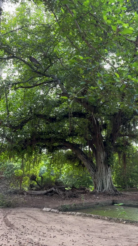 Ancient Banyan Tree with Lush Green Canopy Stock Footage 331384115