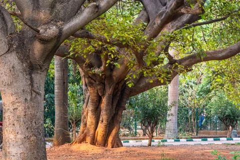 Ancient banyan tree with massive trunk and roots Foto stock