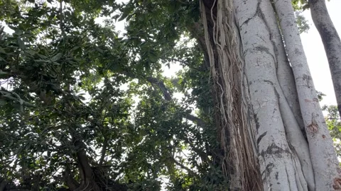 Ancient Banyan tree with thick aerial roots and lush green canopy Video stock 328807755