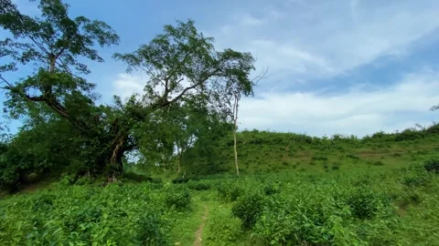 Ancient banyan tree, through tea garden hillock - Khadimnagar national park Stock Footage 340932321