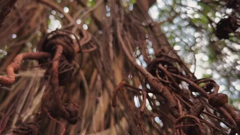 Ancient Banyan Tree tied in a knot Aerial Roots Close Up in KLCC park Stock Footage 342890732