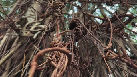 Ancient Banyan Tree Twisted Aerial Roots Close Up Macro Detail in Tropical Stock Footage 342891183