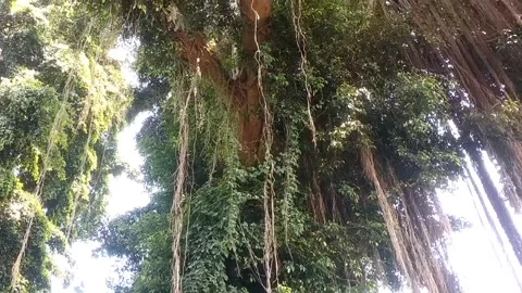 The Ancient Banyan’s Roots Stock Footage 331934783