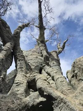 Ancient baobab tree trunk against blue sky 스톡 사진