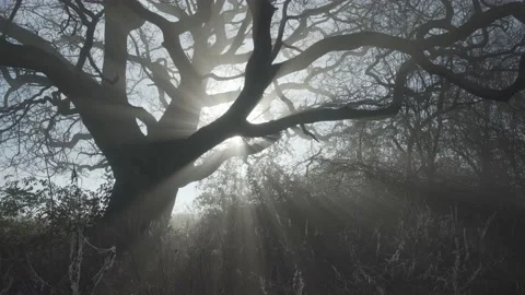 Ancient bare winter oak tree backlit misty slow tracking Stock Footage 130358762