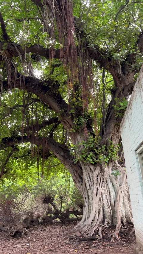 Ancient Bargad Tree with Gnarled Trunk Stock Footage 328827993