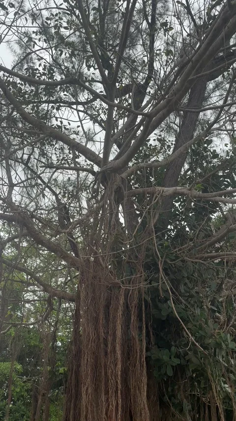 Ancient Bearded Fig Tree Aerial Roots Pan Down – Barbados Stock-Footage 337184040