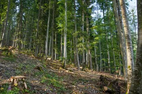 Ancient beech forest on the mountainside. Stock Photos
