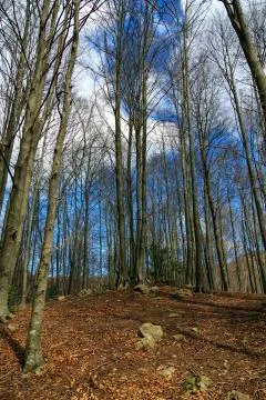 Ancient beech forest 写真素材