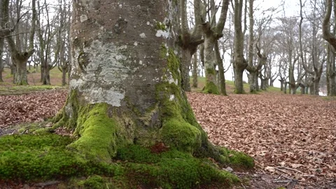Ancient Beech Forest in Urkiola Natural Park Basque Country Spain Vídeo Stock 330459750