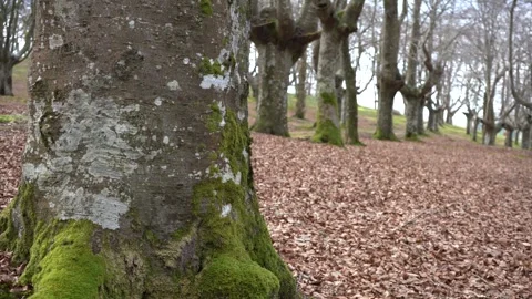 Ancient Beech Forest in Urkiola Natural Park Basque Country Spain Видео 330459751