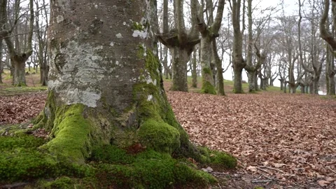 Ancient Beech Forest in Urkiola Natural Park Basque Country Spain 库存影片 330459761