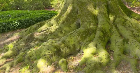 Ancient Beech roots, root flare Stock Footage 75608427