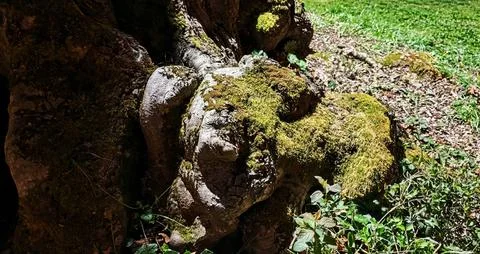Ancient Beech Tree Base – Berwick Lodge, Bristol, UK (11 April 2025) 스톡 사진
