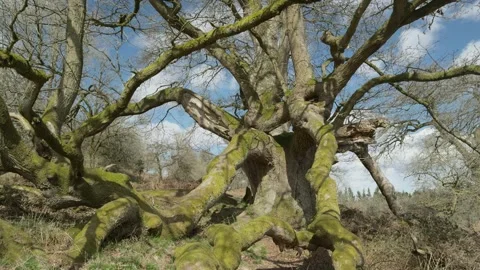Ancient Beech tree (Fagus sylvatica) in early spring, England, UK Stock Footage 314274319