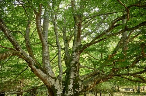 Ancient beech tree with lush green leaves in forest Stock Photos