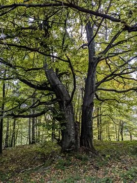 Ancient beech tree, a testament to time, stands proudly in the heart of the.. Stock Photos