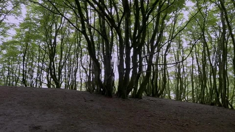 Ancient Beech Trees on Earthwork Mound at Fyrkat, Hobro, Denmark Stock Footage 336016943