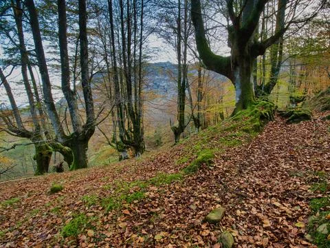 Ancient Beech Trees with Mossy Roots - Enchanting vertical view of a beech .. Stock Photos