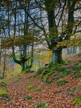 Ancient Beech Trees with Mossy Roots - Enchanting vertical view of a beech .. Stock Photos